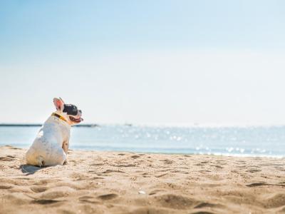 Cane seduto sulla spiaggia, guardando il mare.