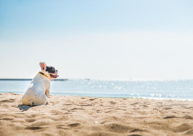hotelvillapaola en the-summer-starts-the-holiday-starts-in-rimini-in-hotel-in-torre-pedrera-by-to-the-sea-with-pool 024