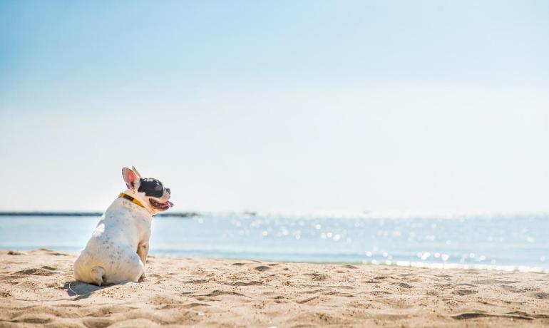 hotelvillapaola en the-summer-starts-the-holiday-starts-in-rimini-in-hotel-in-torre-pedrera-by-to-the-sea-with-pool 019